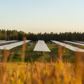 A solar farm with rows of solar panels on metal supports in a grassy field. The panels are aligned in neat rows under a clear sky, with a forested area in the background. The foreground shows blurred tall grass.