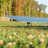Solar panels in a grassy field with trees in the background on a sunny day.