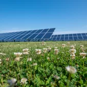 A field of white clover flowers in the foreground with a large array of solar panels in the background under a clear blue sky.