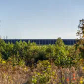 Solar panels in the distance surrounded by lush green foliage under a clear blue sky.