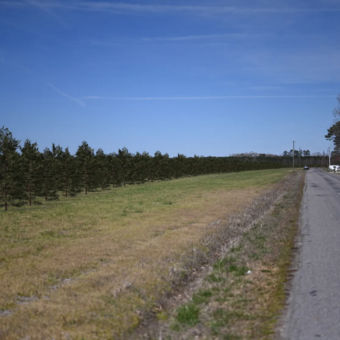 A rural road runs alongside a field of young evergreen trees under a clear blue sky. The road is bordered by grass and leads towards a distant white fence and trees.