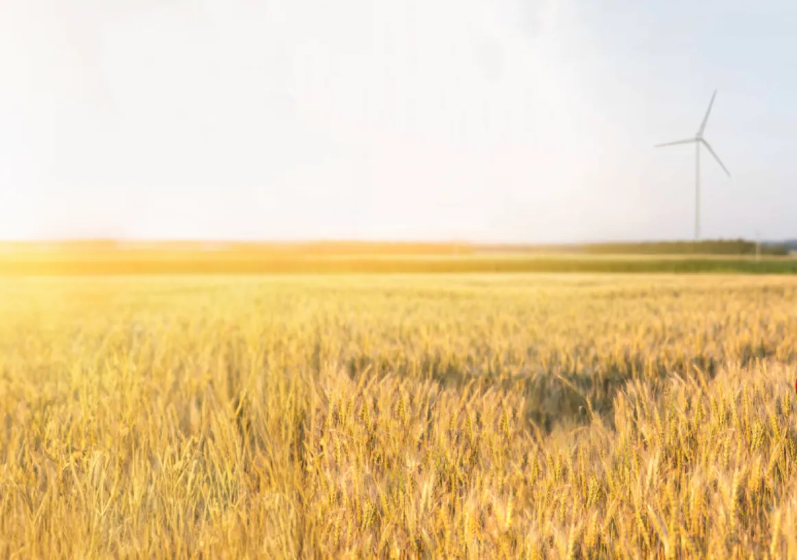 A person wearing a red checkered shirt and cap stands in a wheat field holding a tablet. Two wind turbines are visible in the background under a clear sky.