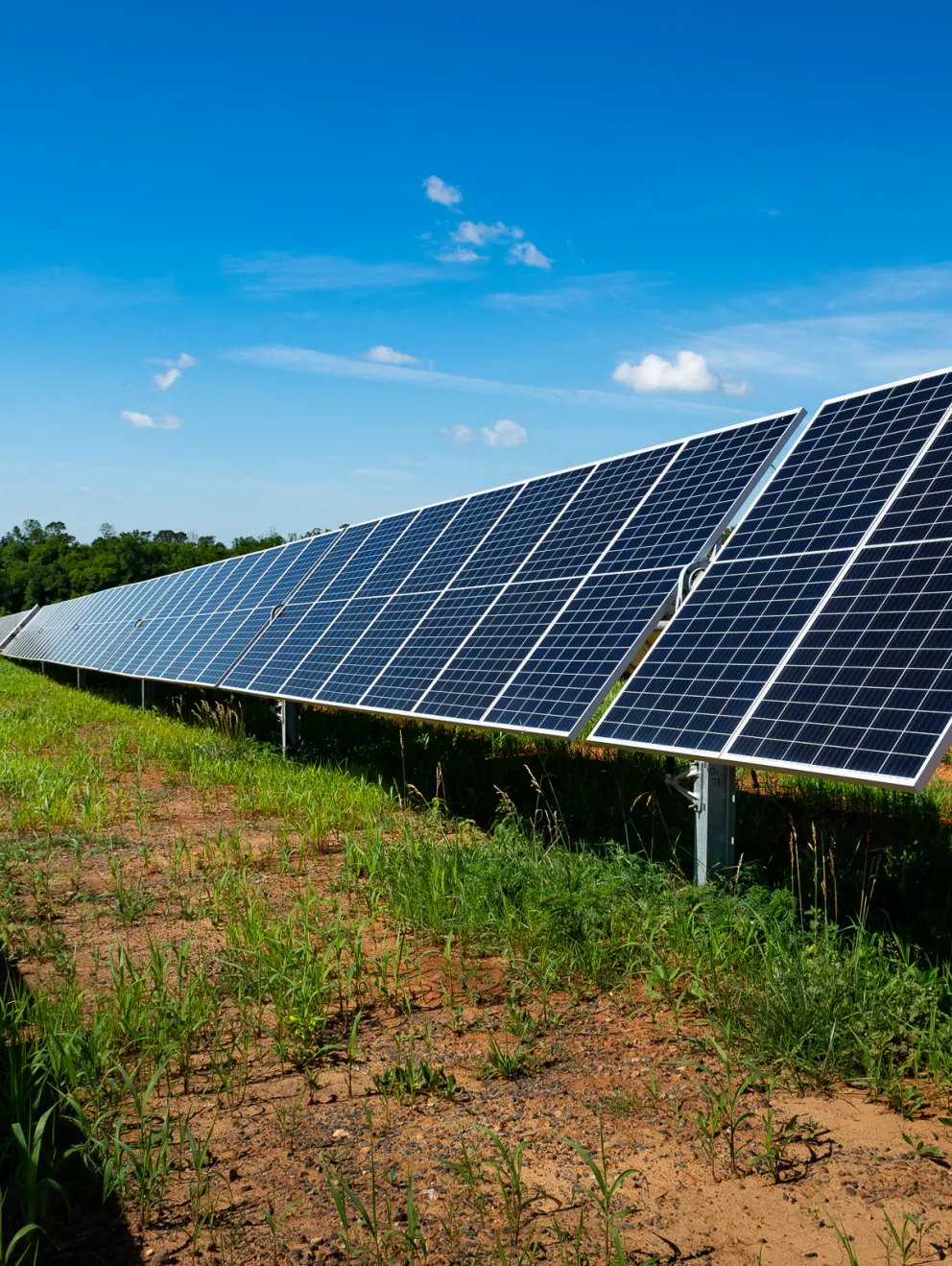 Large field of solar panels installed on metal frames under a clear blue sky, surrounded by green grass and trees in the background.