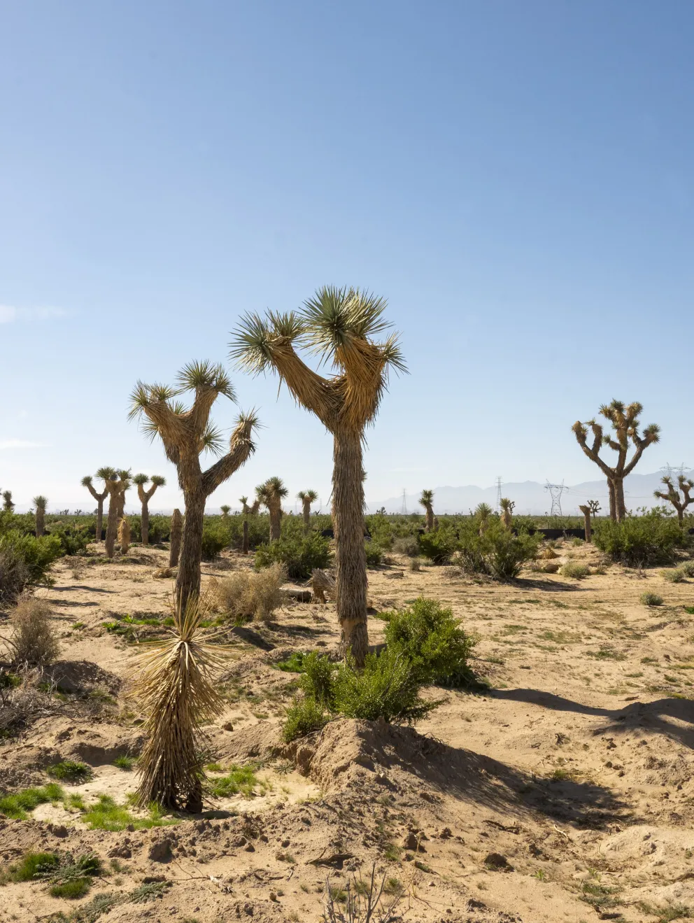 A desert landscape featuring several Joshua trees under a clear blue sky. The ground is sandy with sparse vegetation and low shrubs. In the background, distant mountains are faintly visible.