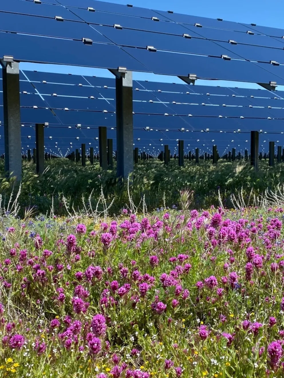 A field of vibrant purple and yellow wildflowers in front of rows of solar panels under a clear blue sky.