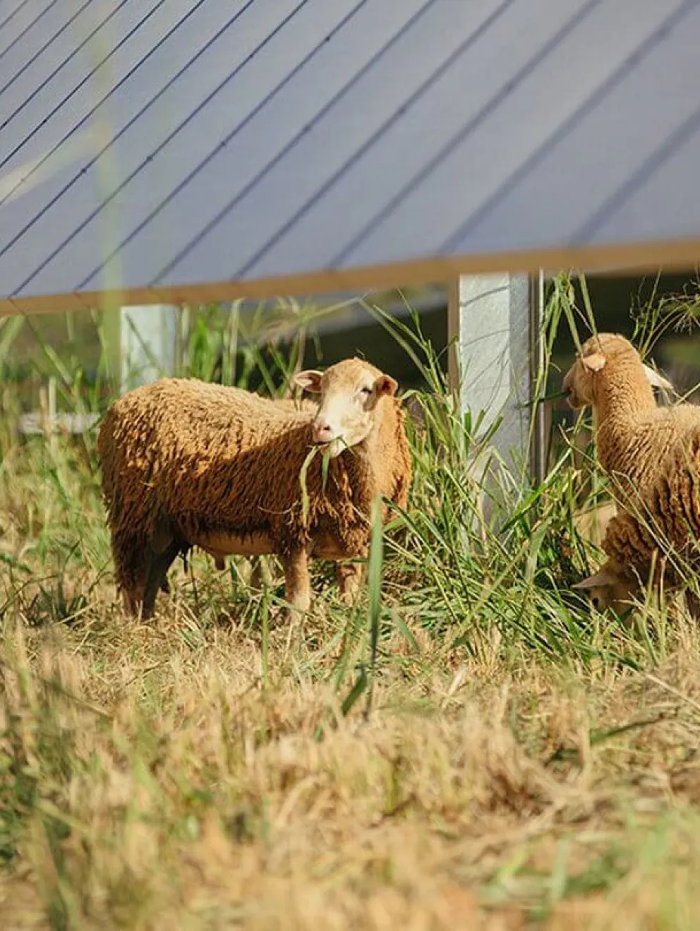 Two sheep graze on grass under a row of solar panels in a field. The panels are elevated on metal supports, creating a shaded area for the sheep.