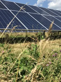 Solar panels in a field with wild grasses and purple flowers under a blue sky.