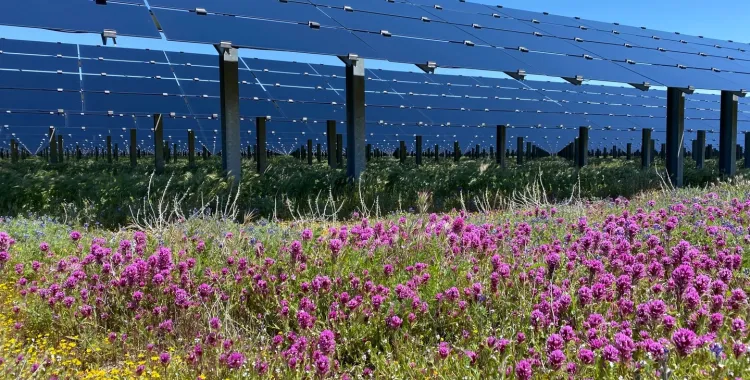 A field of vibrant purple and yellow wildflowers in front of large solar panels under a clear blue sky.