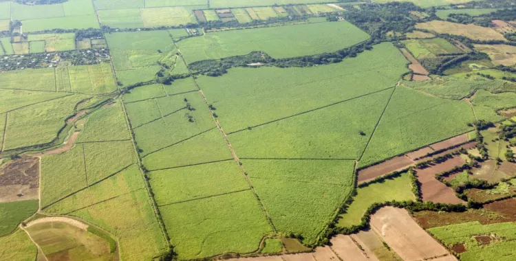 Aerial view of vast agricultural fields with various shades of green and brown, divided by lines of trees and paths. The landscape includes rectangular plots and some small clusters of trees.