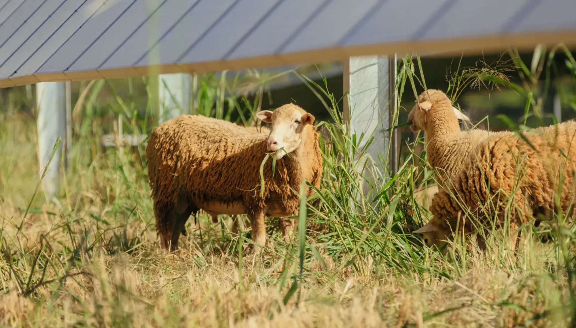 Two sheep grazing under solar panels in a grassy field.