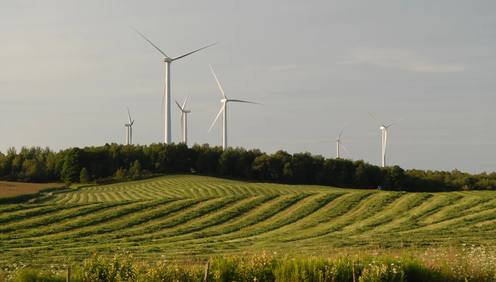 A landscape featuring several wind turbines on a hill with a forested backdrop. The foreground shows a field with neatly mowed grass in curved patterns, under a clear sky.