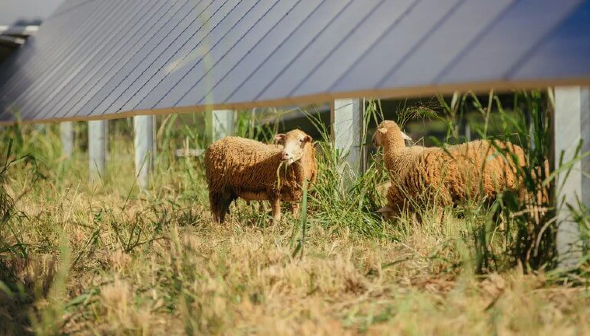 Two sheep grazing on grass beneath solar panels in a field.