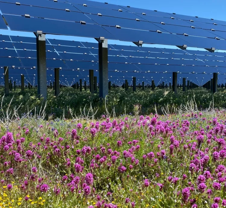 A field of vibrant purple and yellow wildflowers in front of a large array of solar panels under a clear blue sky.
