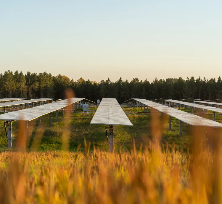 A solar farm with rows of solar panels on metal supports in a grassy field. The panels are aligned in neat rows under a clear sky, with a forested area in the background. The foreground shows blurred tall grass.