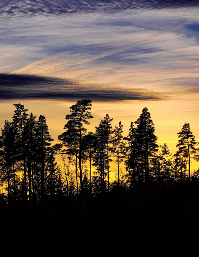 Silhouette of tall pine trees against a vibrant sunset sky, with shades of yellow, orange, and purple clouds creating a dramatic effect.