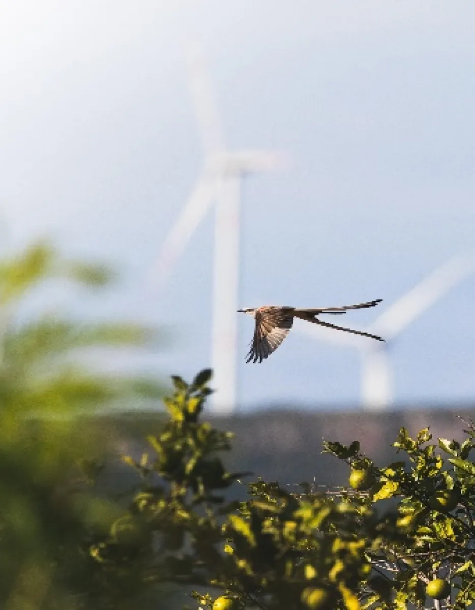 /sites/global/files/styles/parallax_hero_first_image/public/2025-03/bird-flying-wind-turbines.jpg.webp?itok=sQ6xUY4x