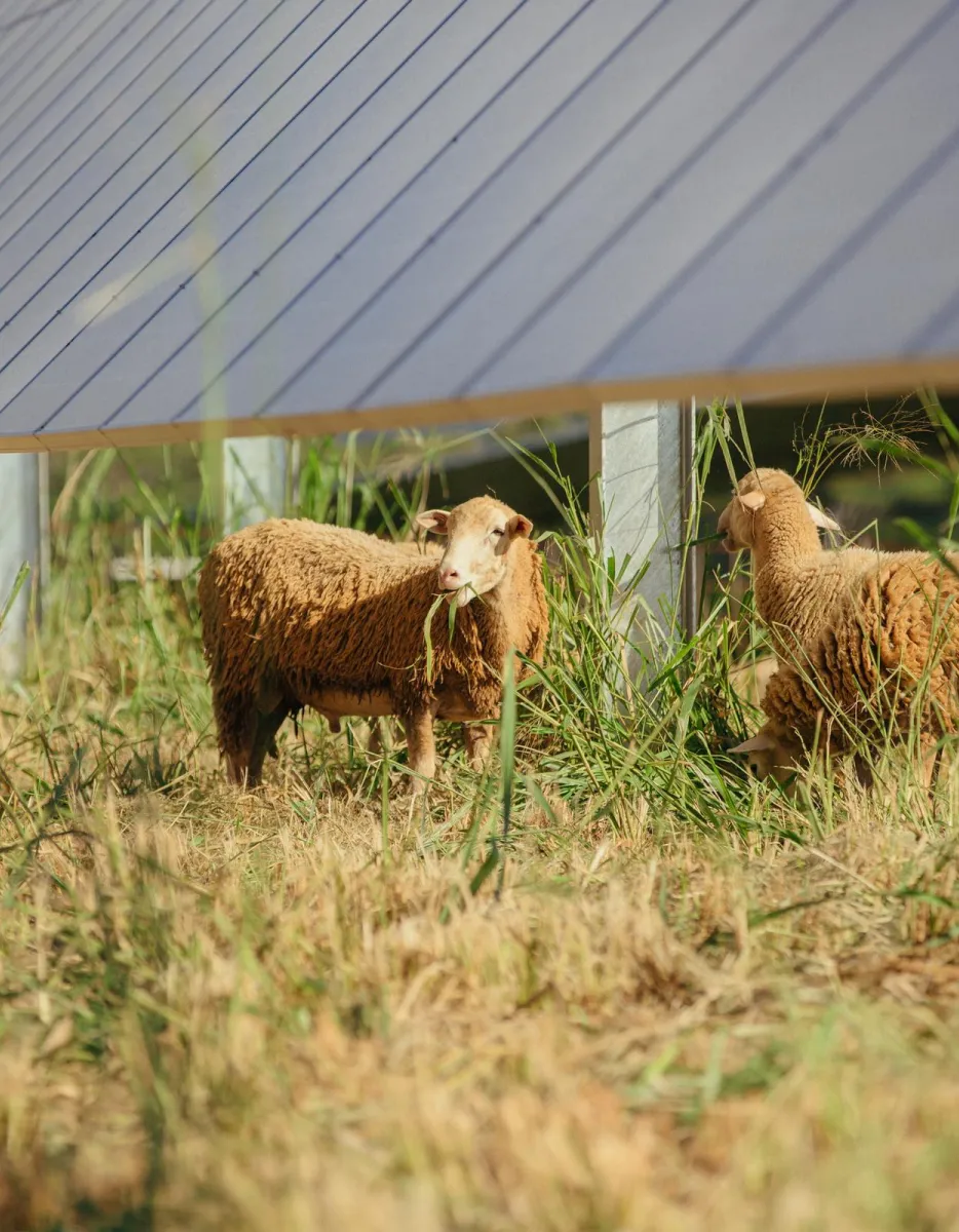 Sheep grazing on grass under solar panels in a field.