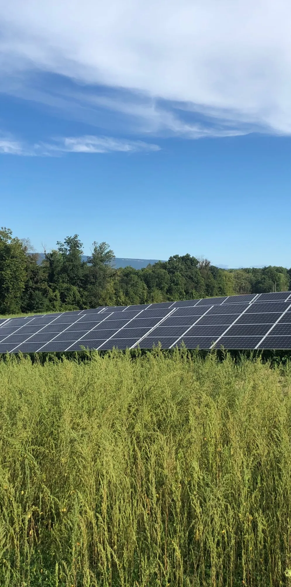 Rows of solar panels in a grassy field with trees in the background under a blue sky with scattered clouds.