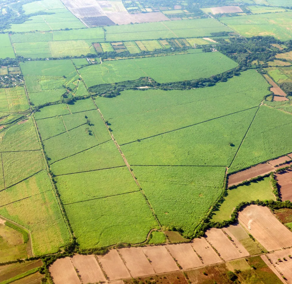 Aerial view of expansive green agricultural fields divided by dirt roads and hedgerows, with patches of brown soil and small wooded areas.