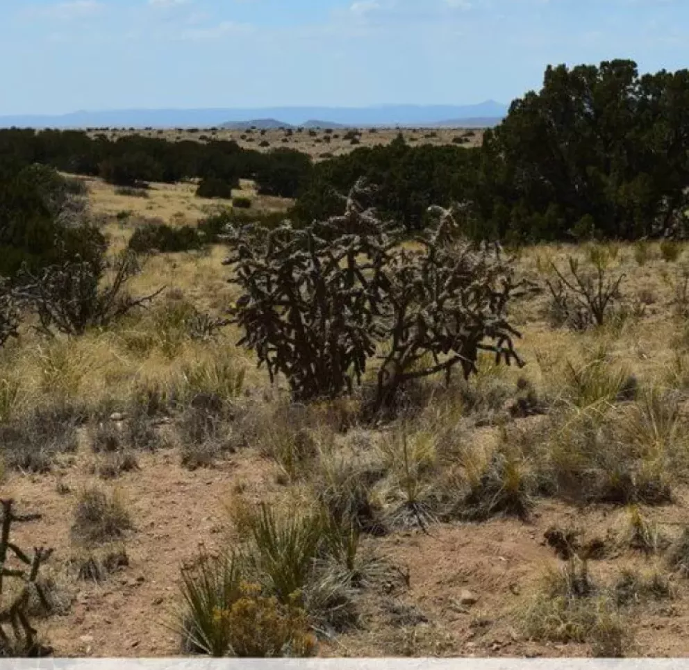 Desert landscape view from Camerada Road looking west, featuring sparse vegetation, cacti, and distant hills under a blue sky.
