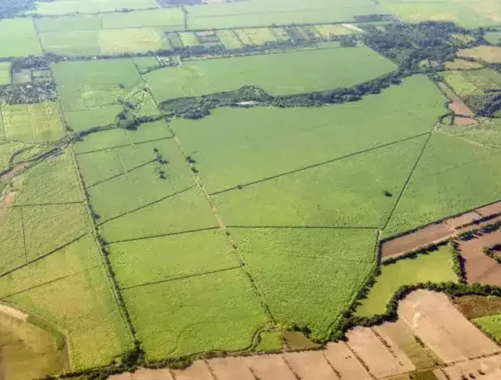 Aerial view of expansive green agricultural fields with varying shades, divided by lines of trees and small roads. The landscape includes patches of brown soil and scattered small buildings.