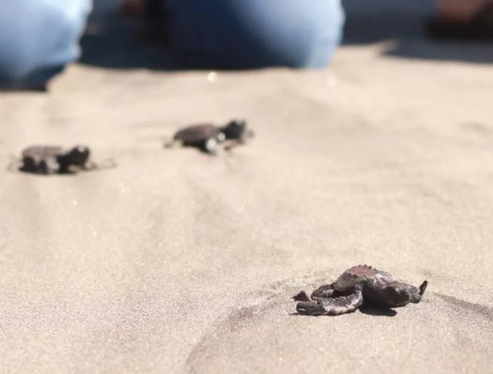 Several baby turtles crawling on sandy beach towards the ocean with blurred human figures in the background.