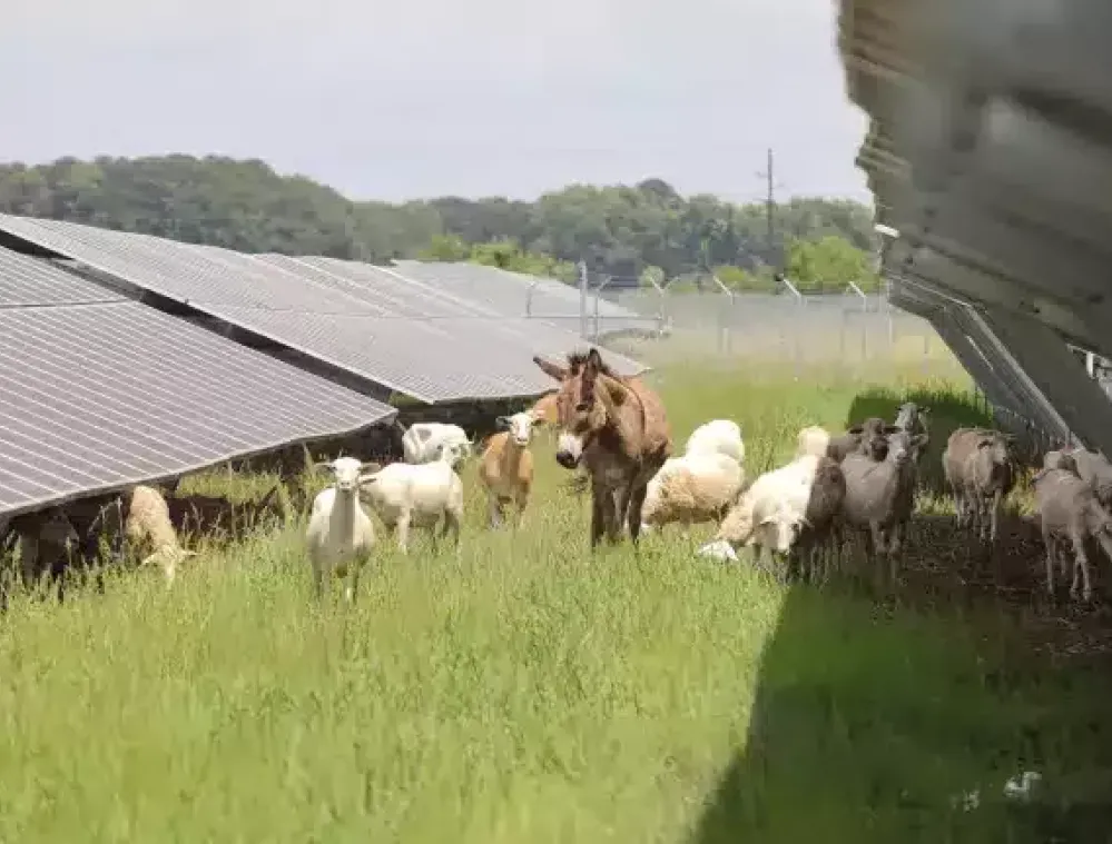 A group of sheep and a donkey graze under solar panels in a grassy field, with a fence and trees in the background.