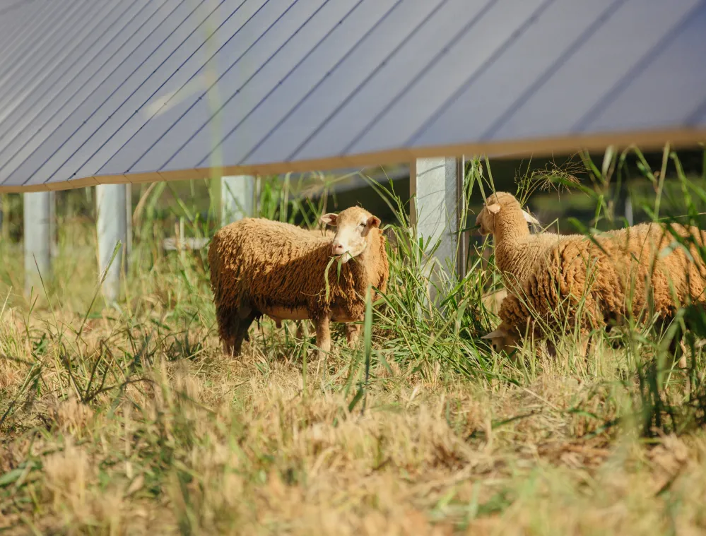 Two sheep grazing under solar panels in a grassy field.