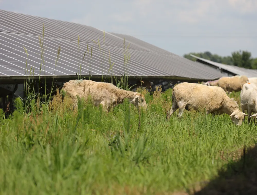 Sheep grazing on grass beneath large solar panels in a field. The panels are tilted, and the sky is partly cloudy.