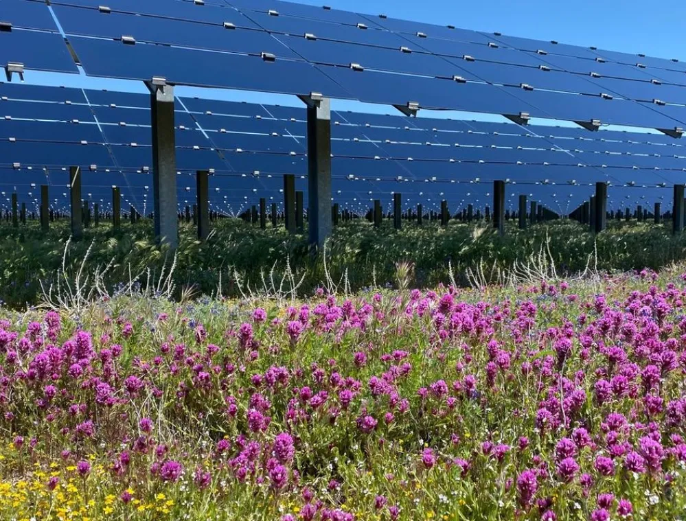 Field of vibrant purple and yellow wildflowers in front of a large array of solar panels under a clear blue sky.