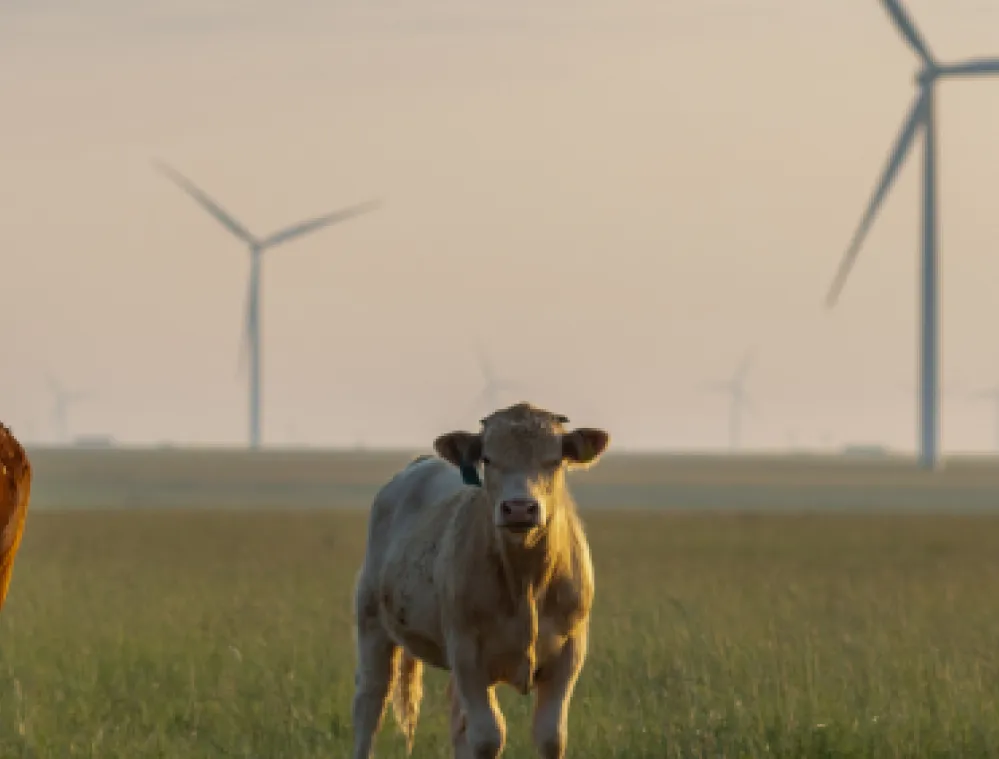 Two cows standing in a grassy field with wind turbines in the background under a cloudy sky.