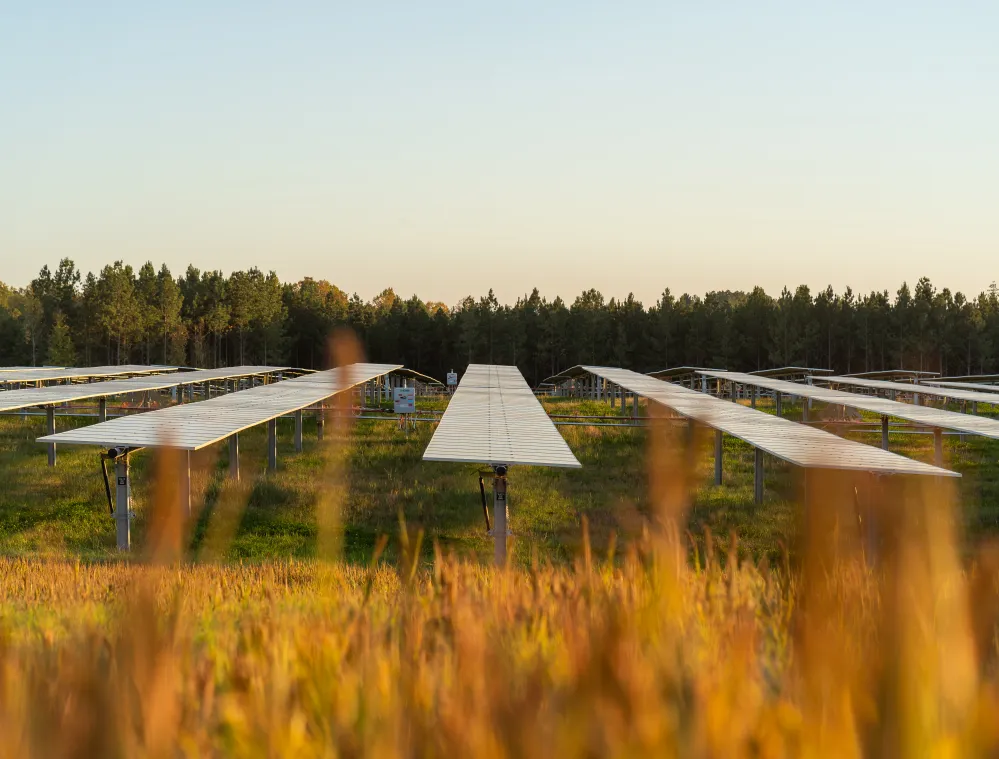 Rows of solar panels in a field with tall grass in the foreground and a forest in the background under a clear sky.