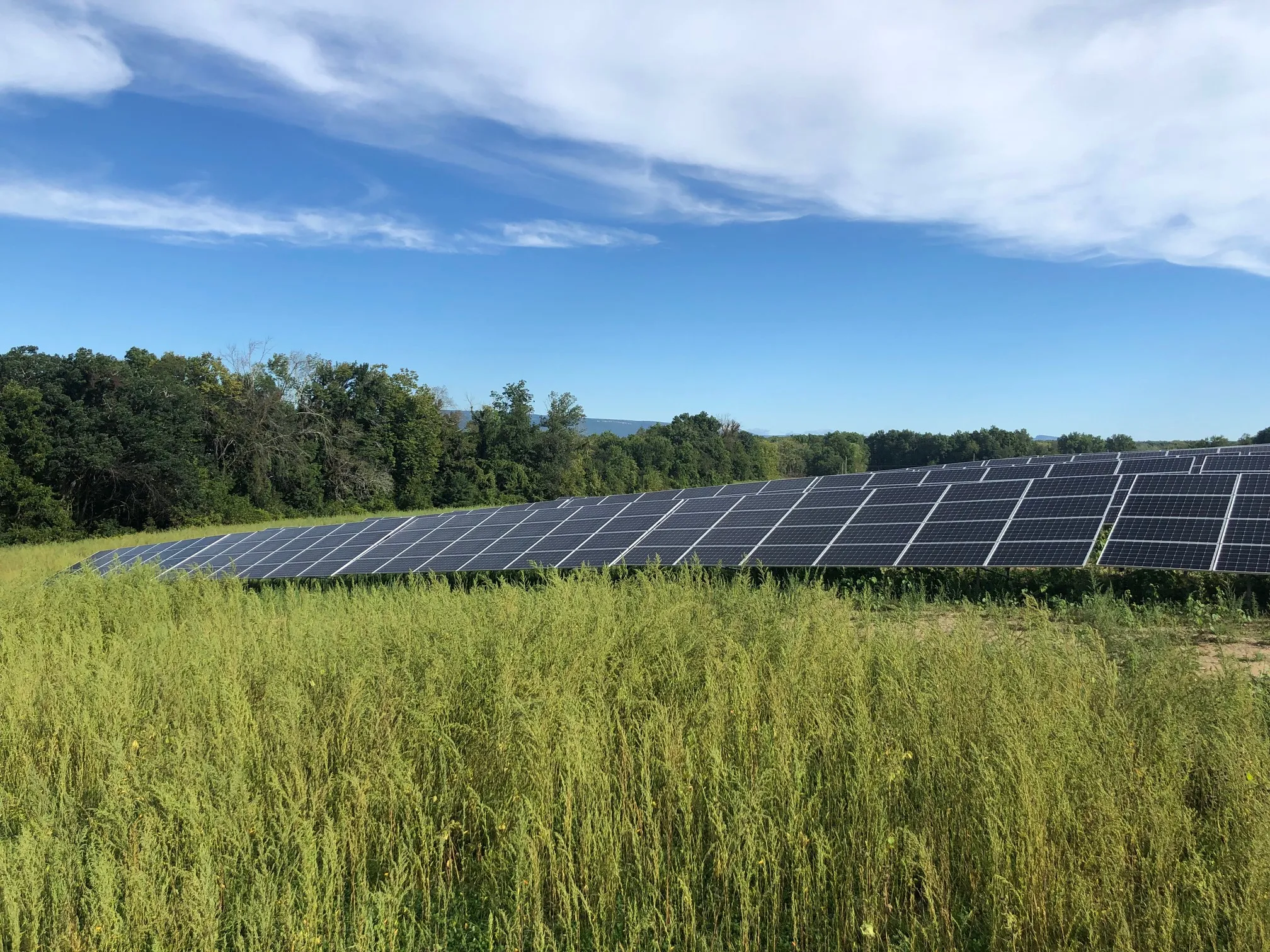 Rows of solar panels in a grassy field with trees in the background under a blue sky with scattered clouds.